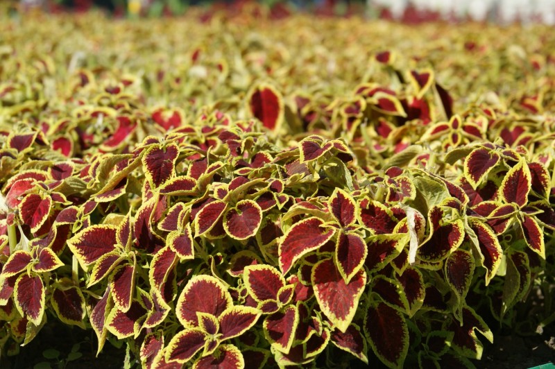 Снимка на новина 4434