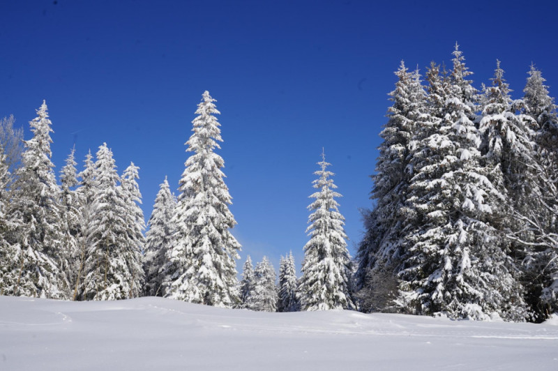 Снимка на новина 12389